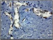 Id1 Rabbit Monoclonal Immunohistochemistry Clone 195-14